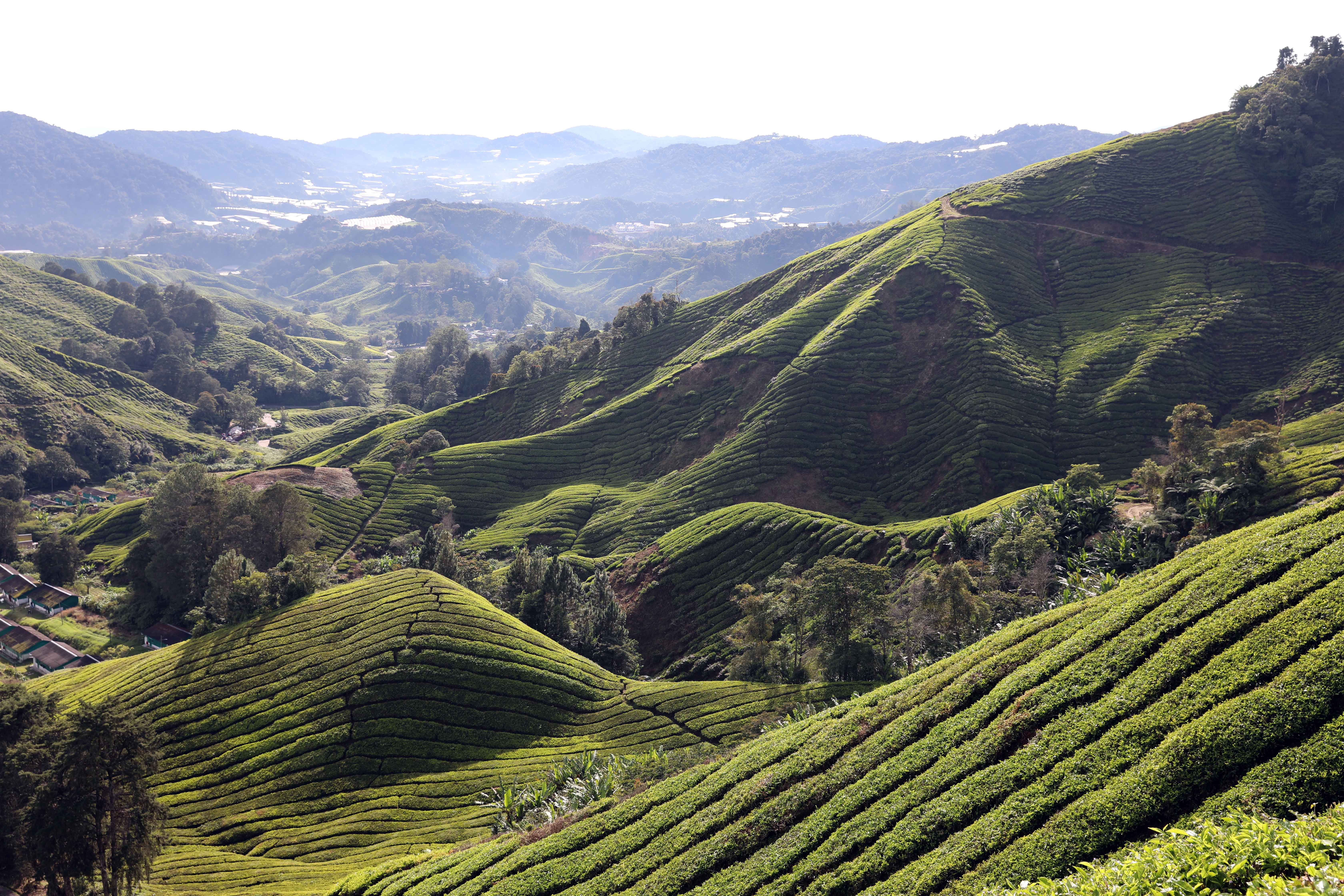 BOH Tea Plantation, Cameron Highlands