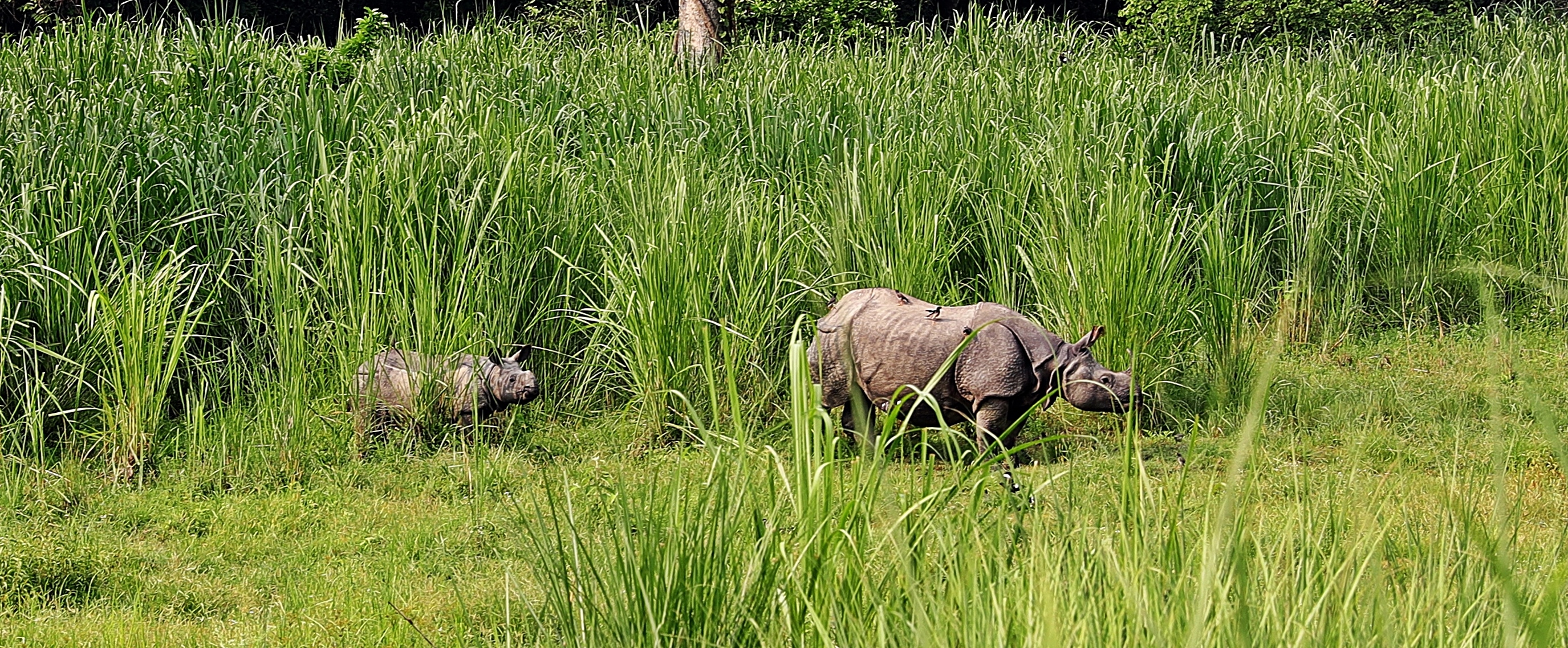 Mother and baby one-horned rhino, Chitwan National Park