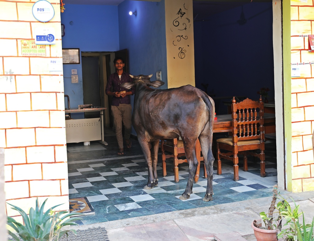 Cow ordering lunch at restaurant