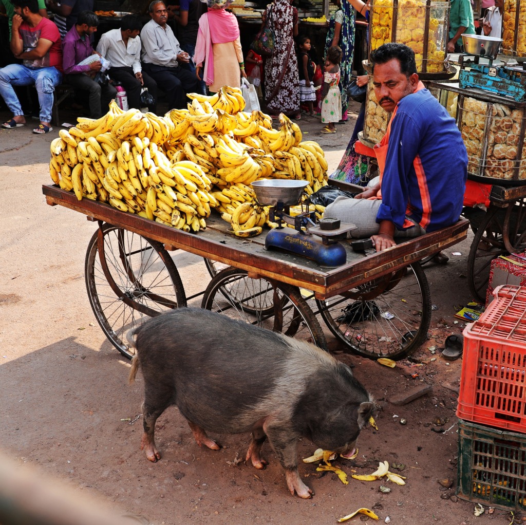Street pig getting his banana fix, Fatehpur Sikri