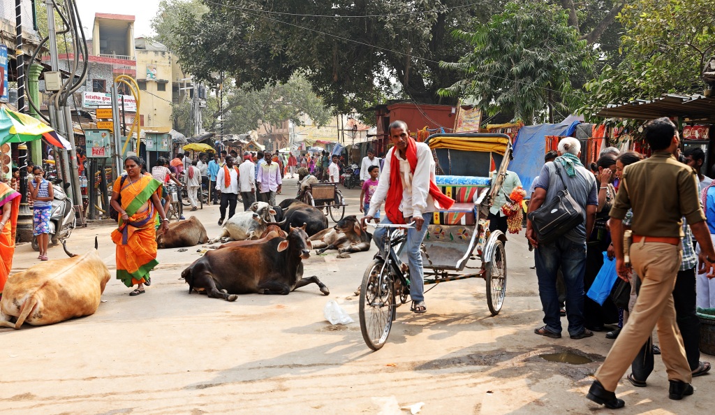 Street cows, Varanasi
