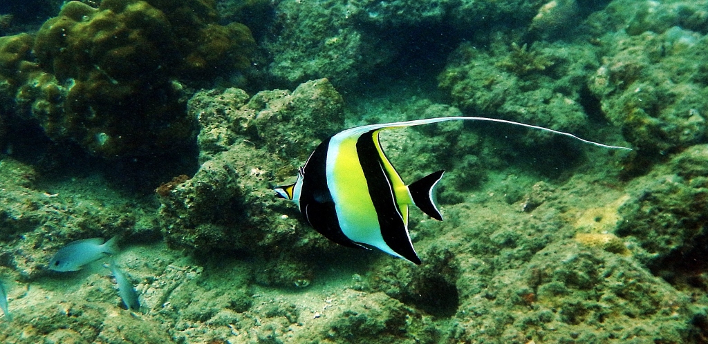 Moorish Idol Fish, Andaman Islands