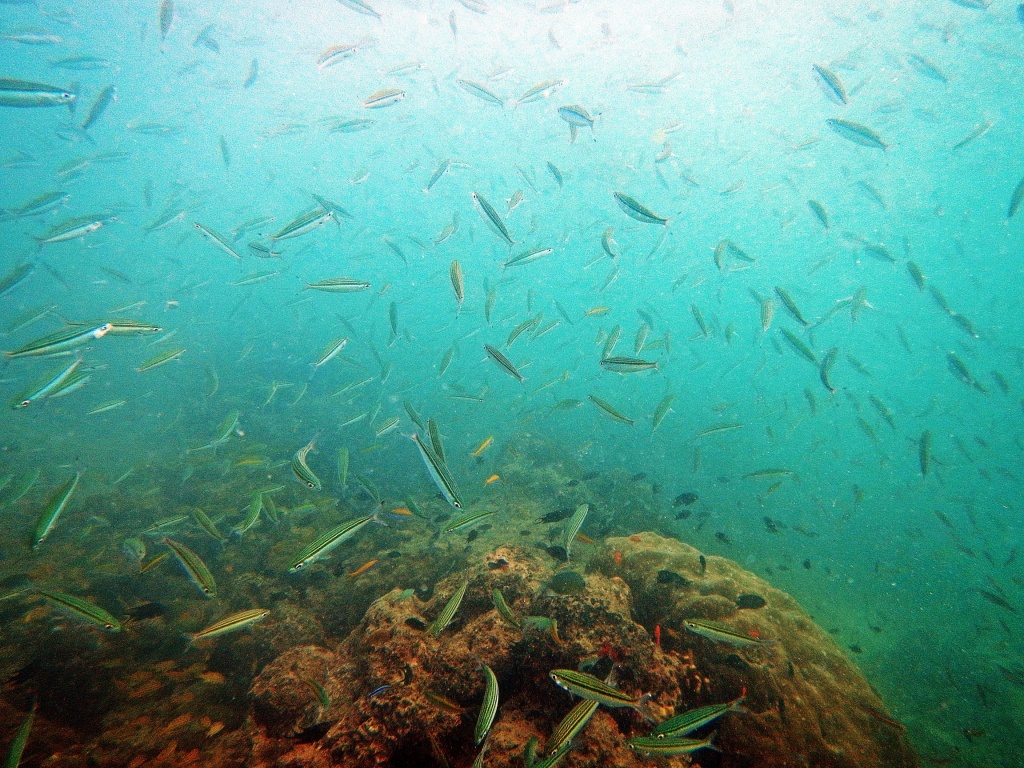 Reef fish, Andaman Islands