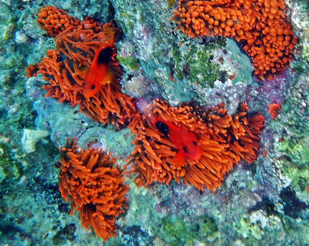 Anemone coral with red Saddleback fish, Andaman Islands