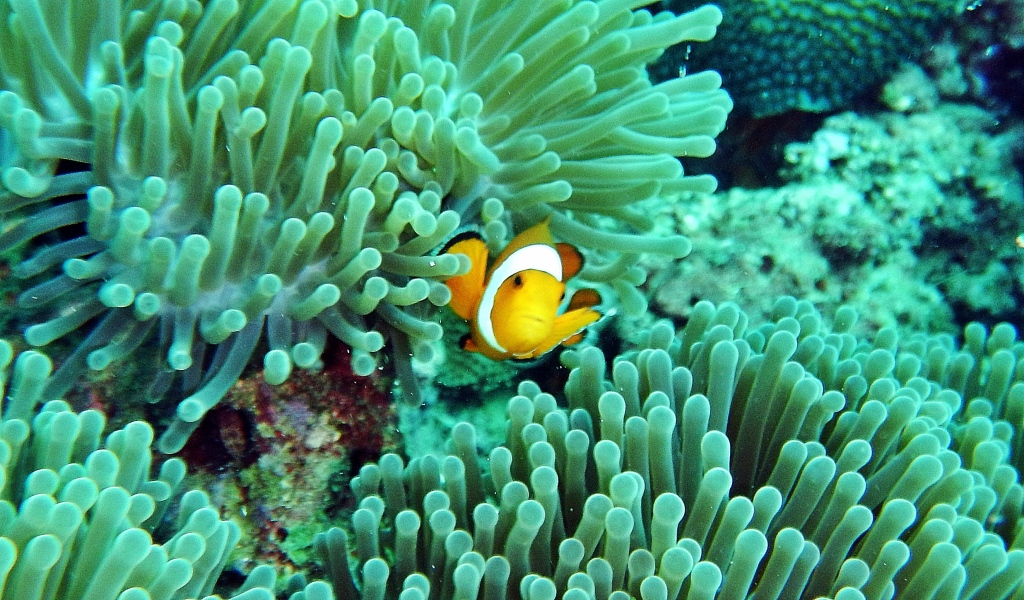 Anemone with a Clown Fish, Andaman Islands