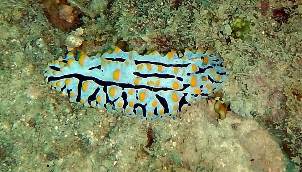 Nudibranch, Andaman Islands