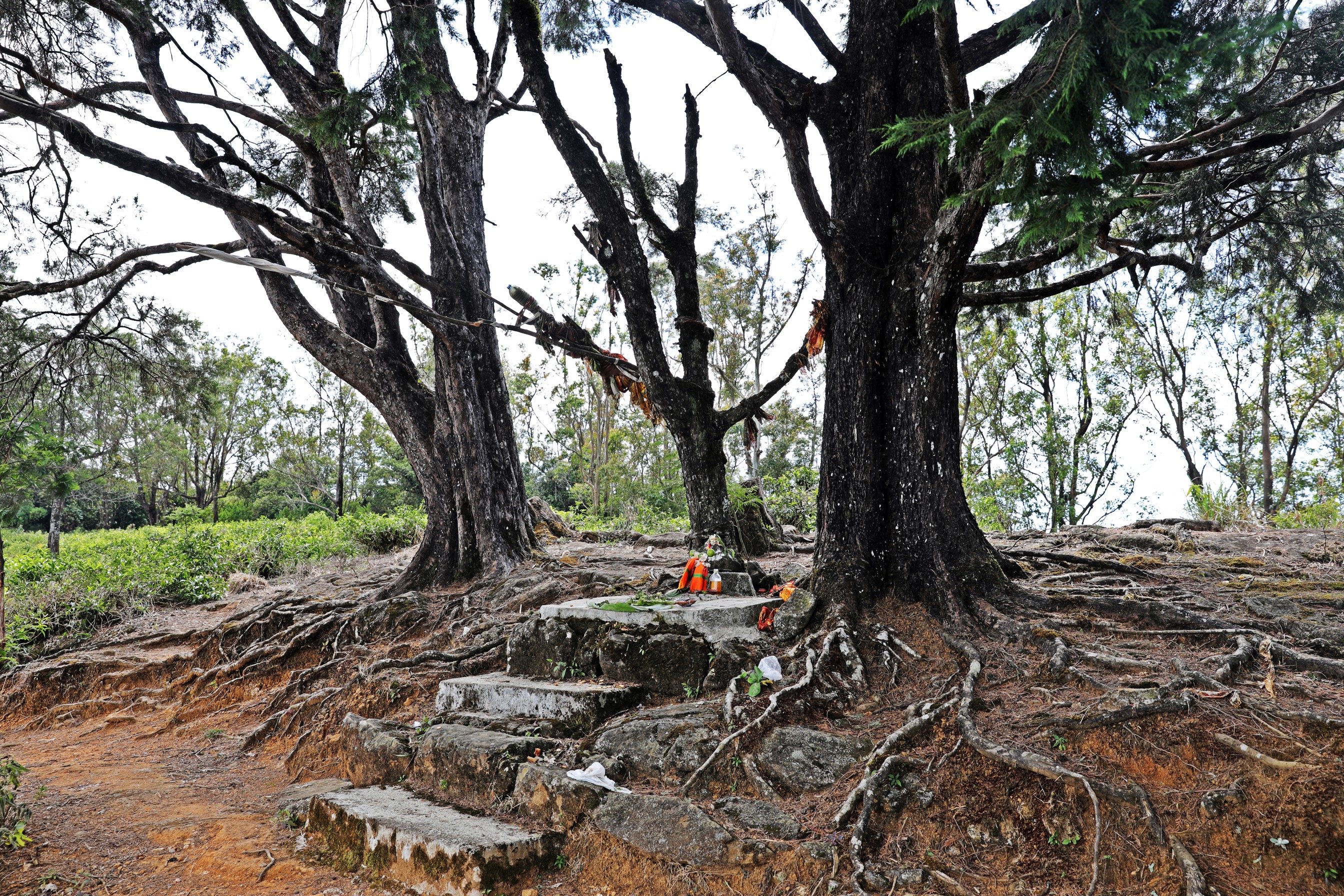 Forest temple, Nuwara Eliya