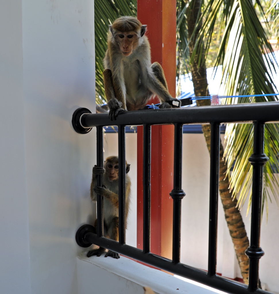 Toque macaques on our hotel balcony, Kandy