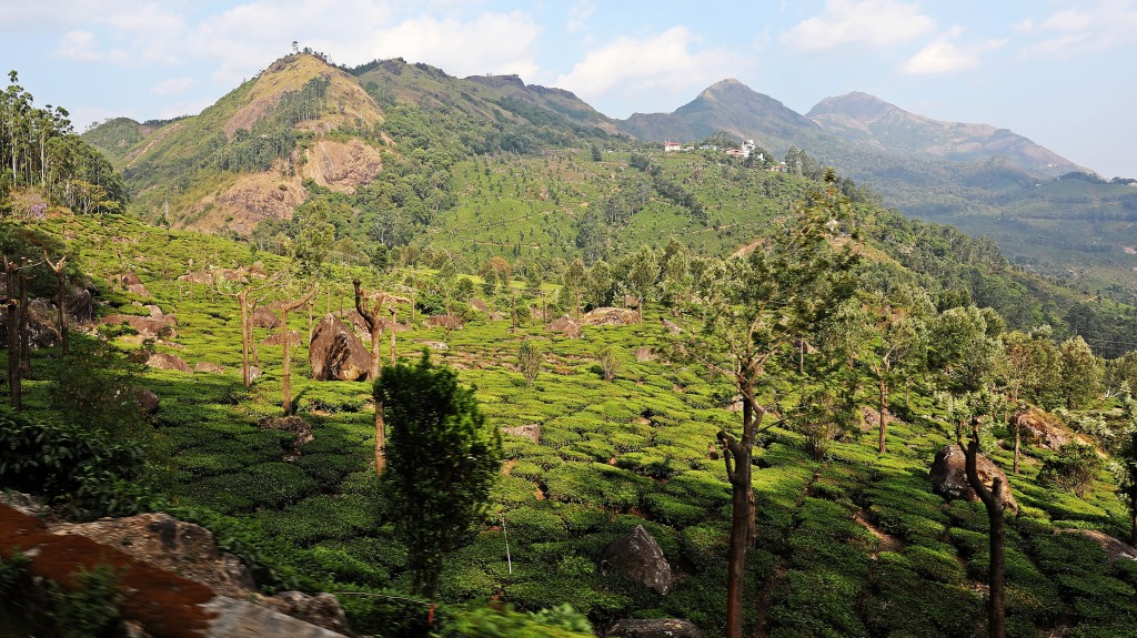 Tea Plantations and the Western Ghats, Munnar
