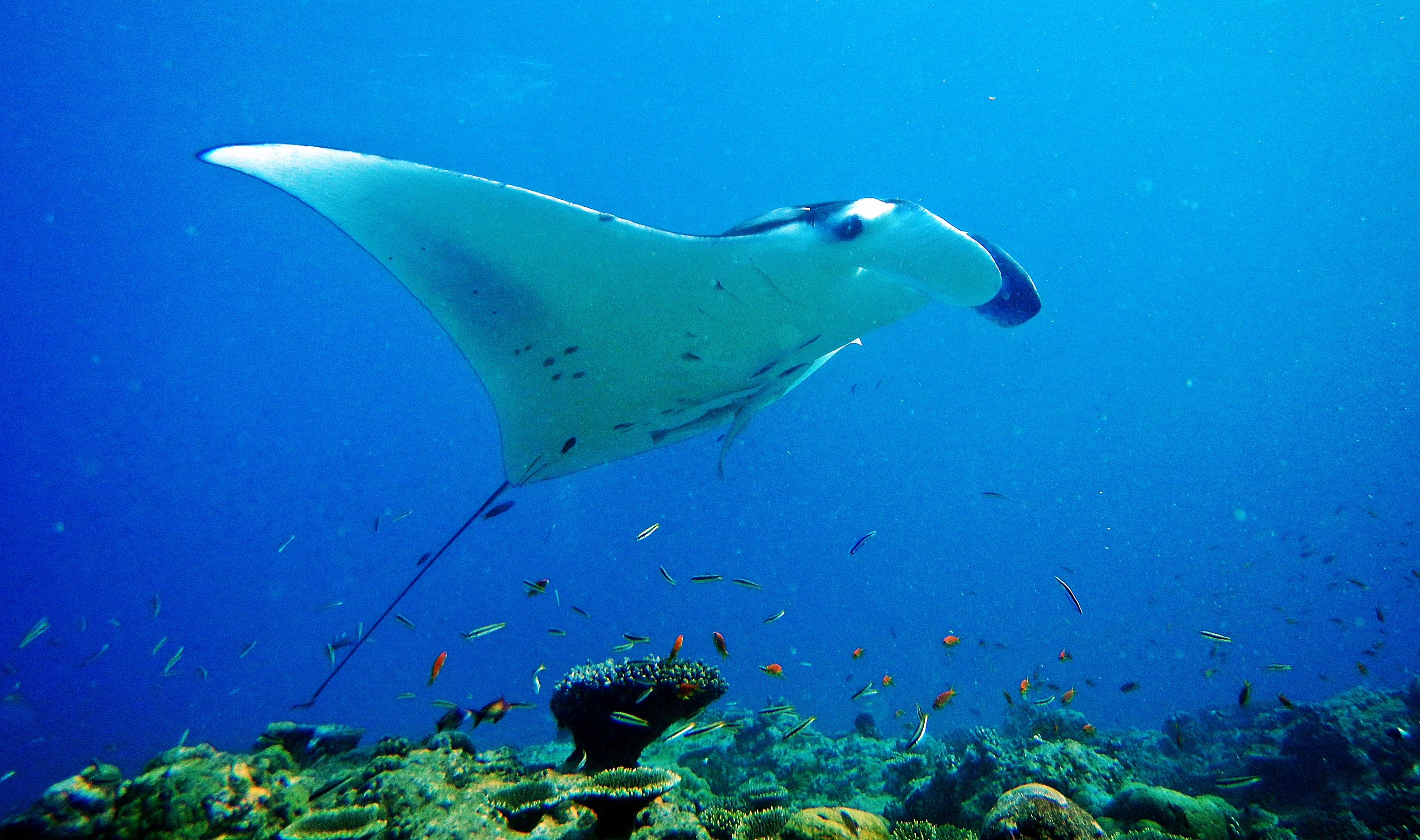 Giant Oceanic Manta Ray, Maldives
