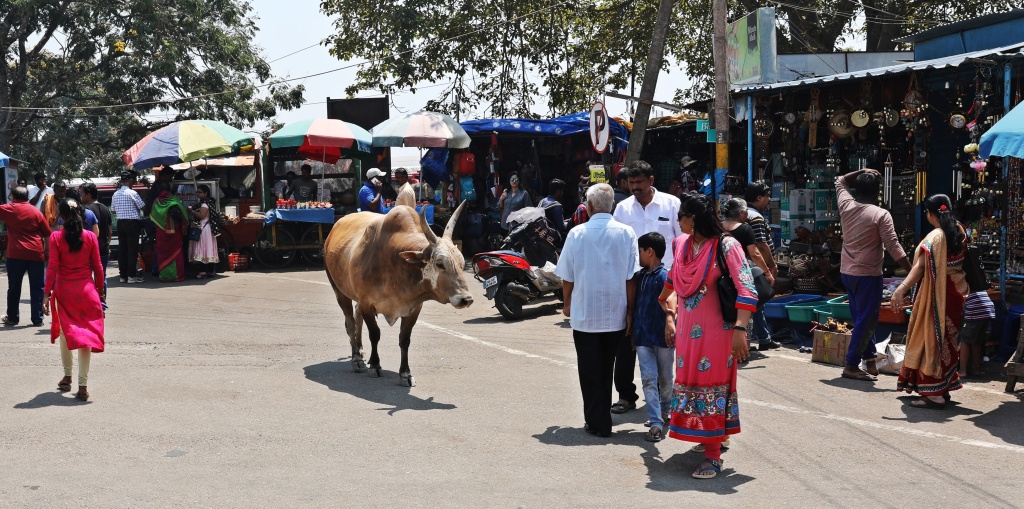 Bull outside Chamundeshwari Temple, Mysore