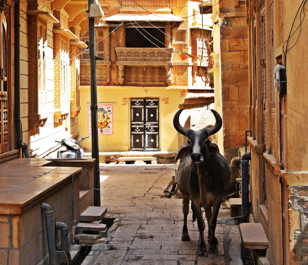 Street cow, Jaisalmer