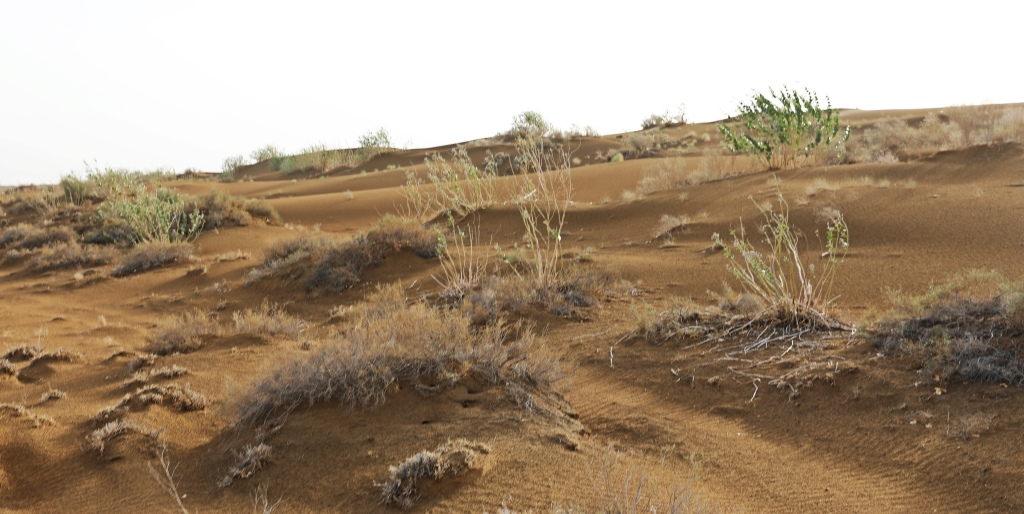 Desert Grass, Thar Desert