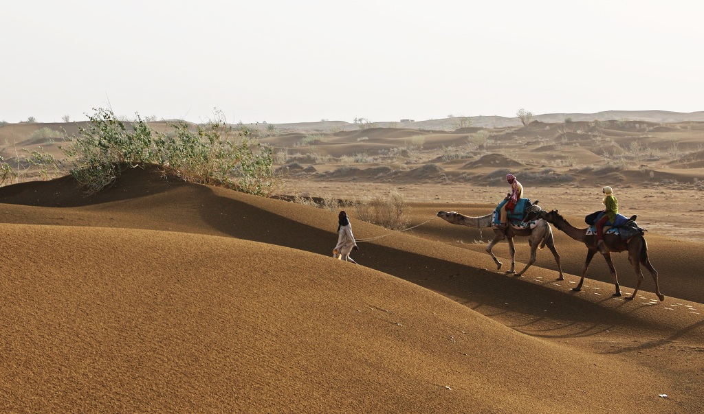 Camel train, Thar Desert