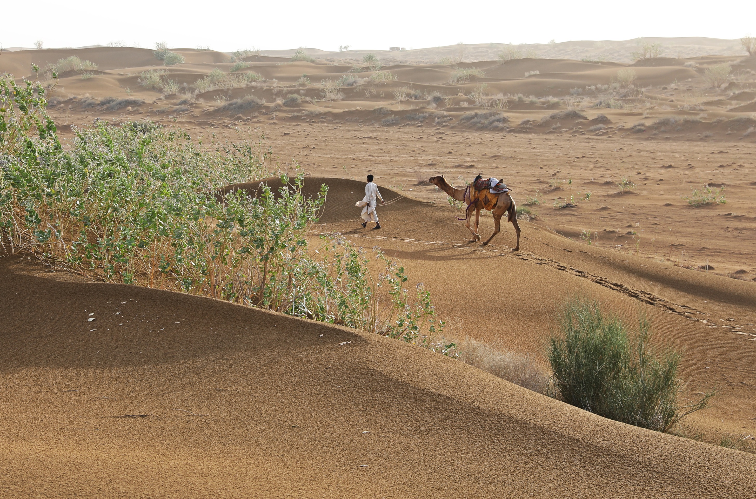 Camel herder, Thar Desert, India