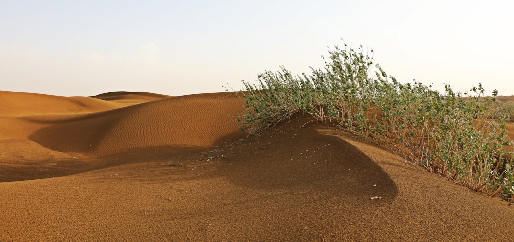 Scrub brush and sand dunes, Thar Desert
