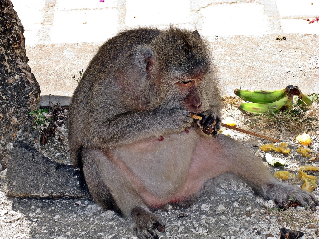 Grey Long-tailed Macaque, Uluwatu Temple, Bali