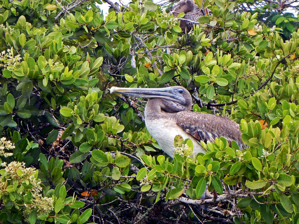 Brown Pelican, Puerto Ayora, Galapagos