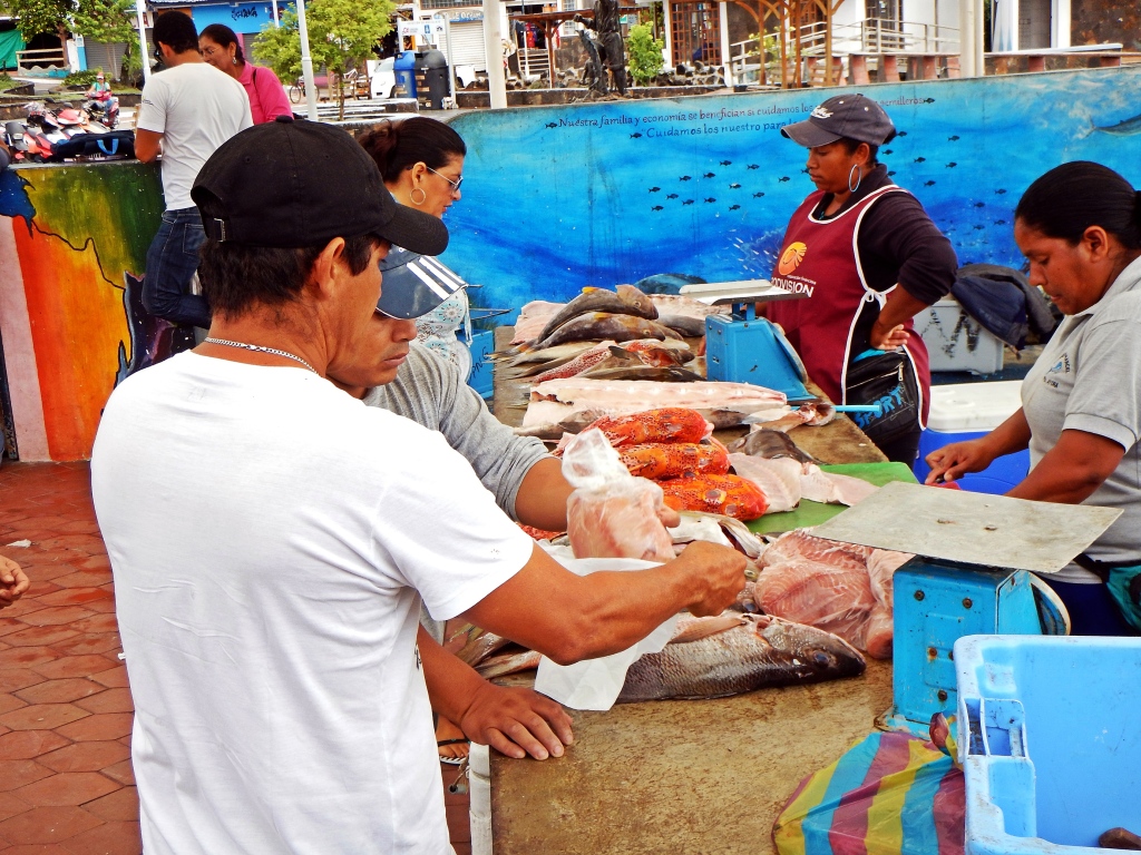 Fish market in Puerto Ayora, Galapagos