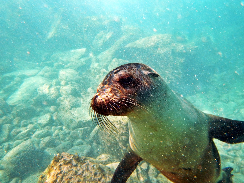 Swimming with a sea lion, Galapagos