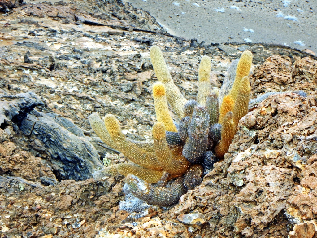 Lava Cactus, Galapagos