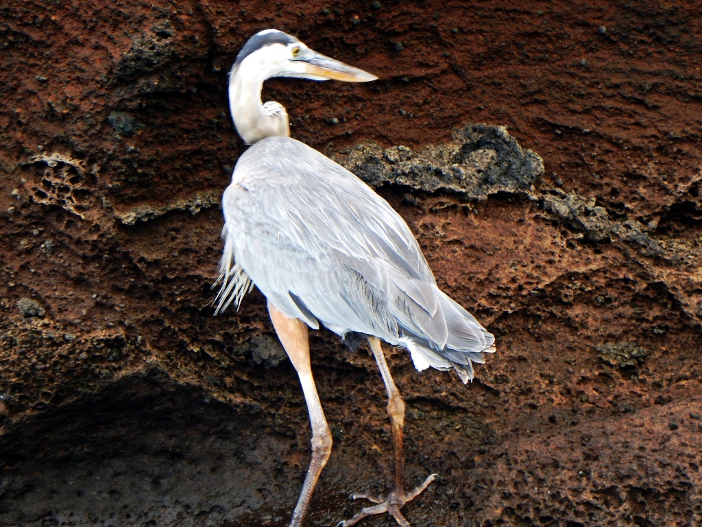 Blue Heron, Galapagos