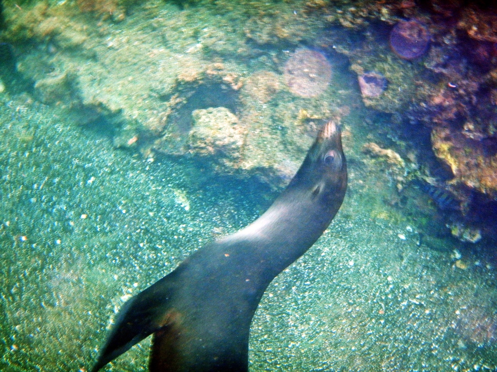 Playful sea lion, Galapagos