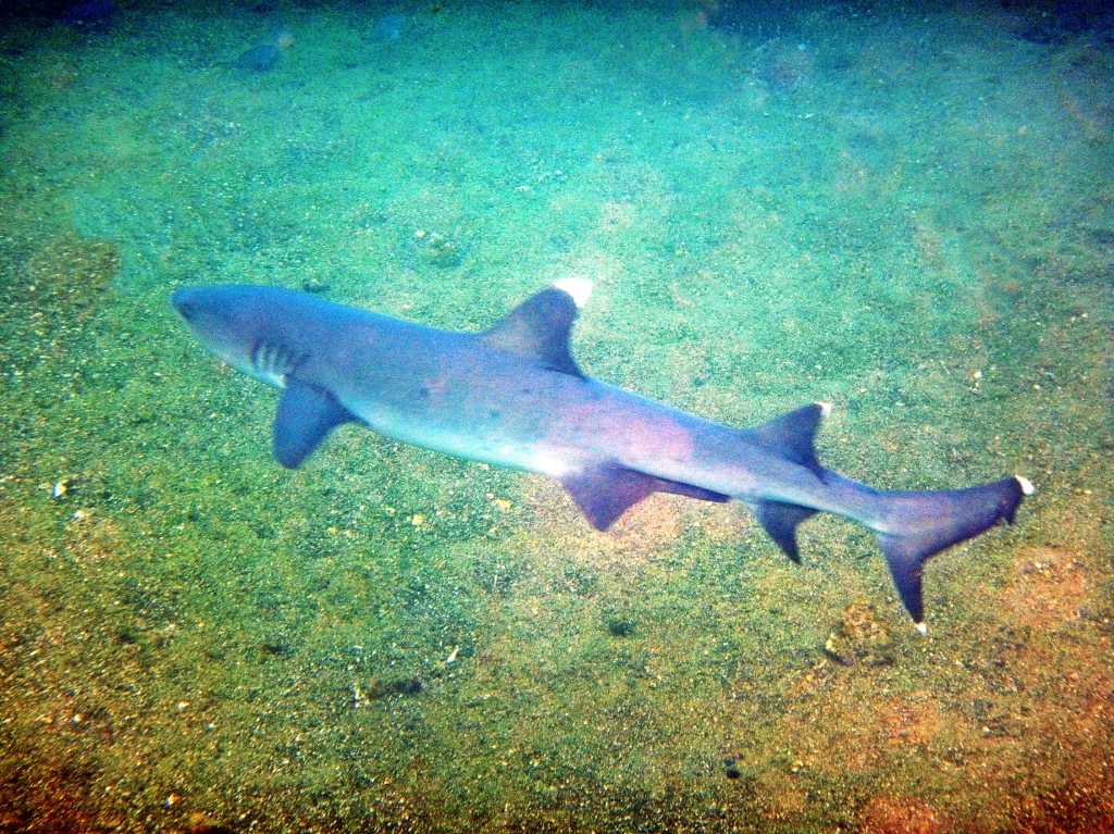 White tip shark, Galapagos