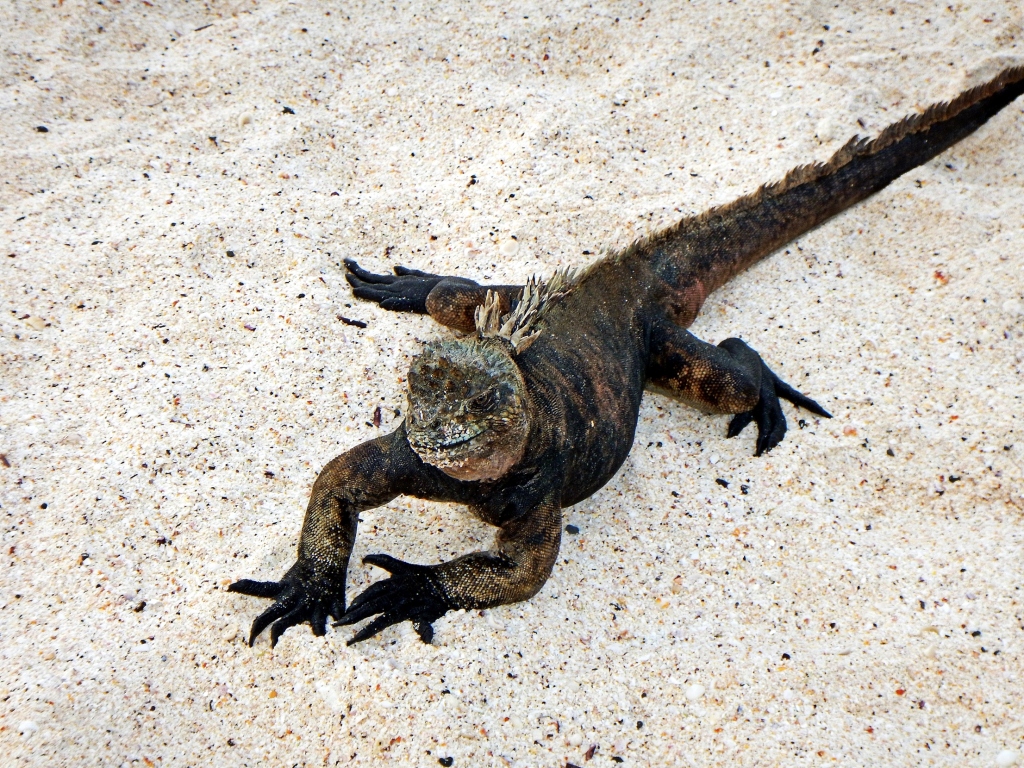 Marine Iguana, Galapagos
