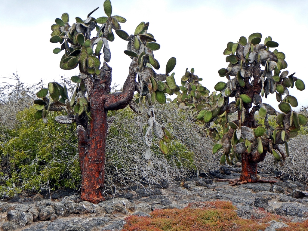 Prickly pear cactus forest, Galapagos
