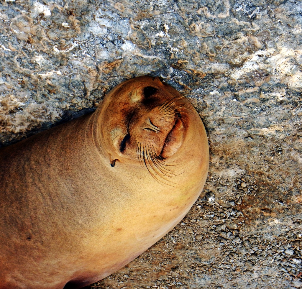 Smiling sea lion, Galapagos