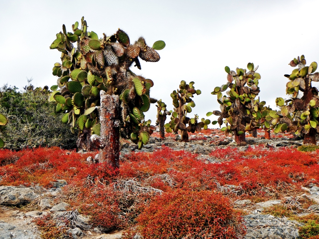 Prickly pear cactus forest and Galapagos common carpet weed