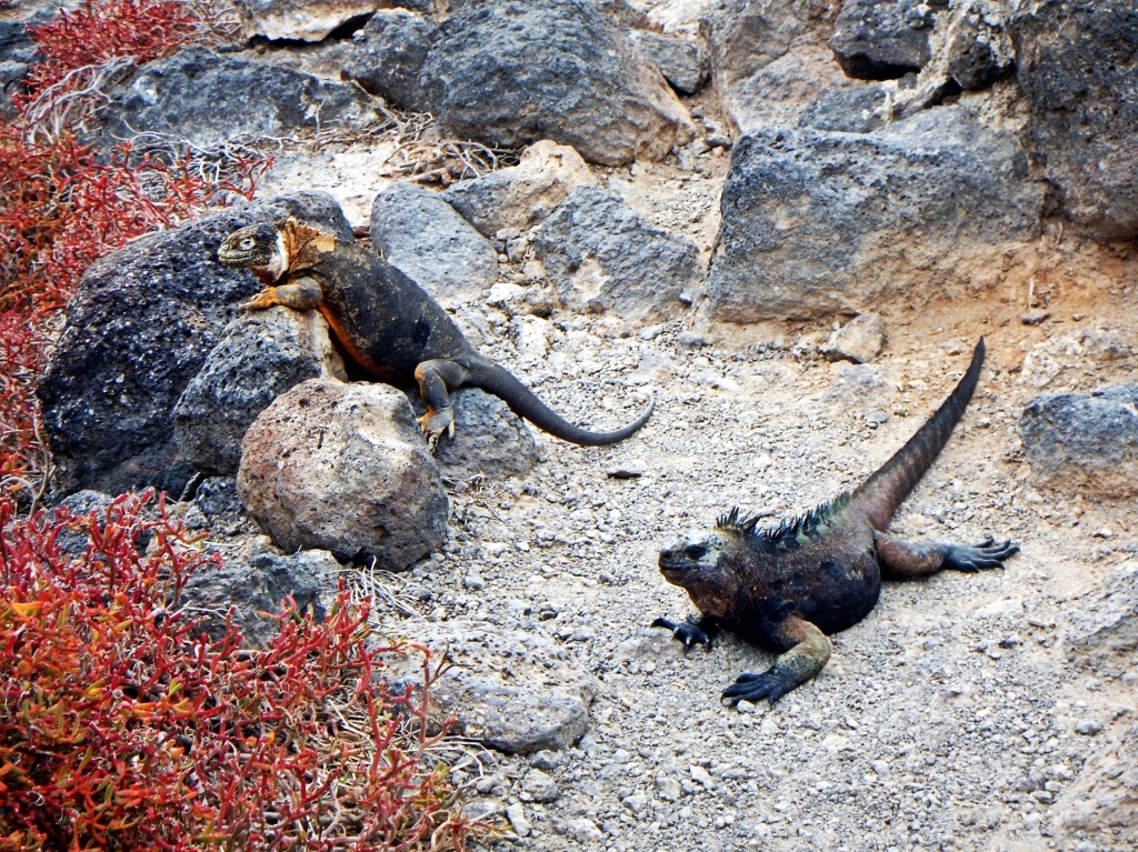 Marine and hybrid iguanas, Galapagos