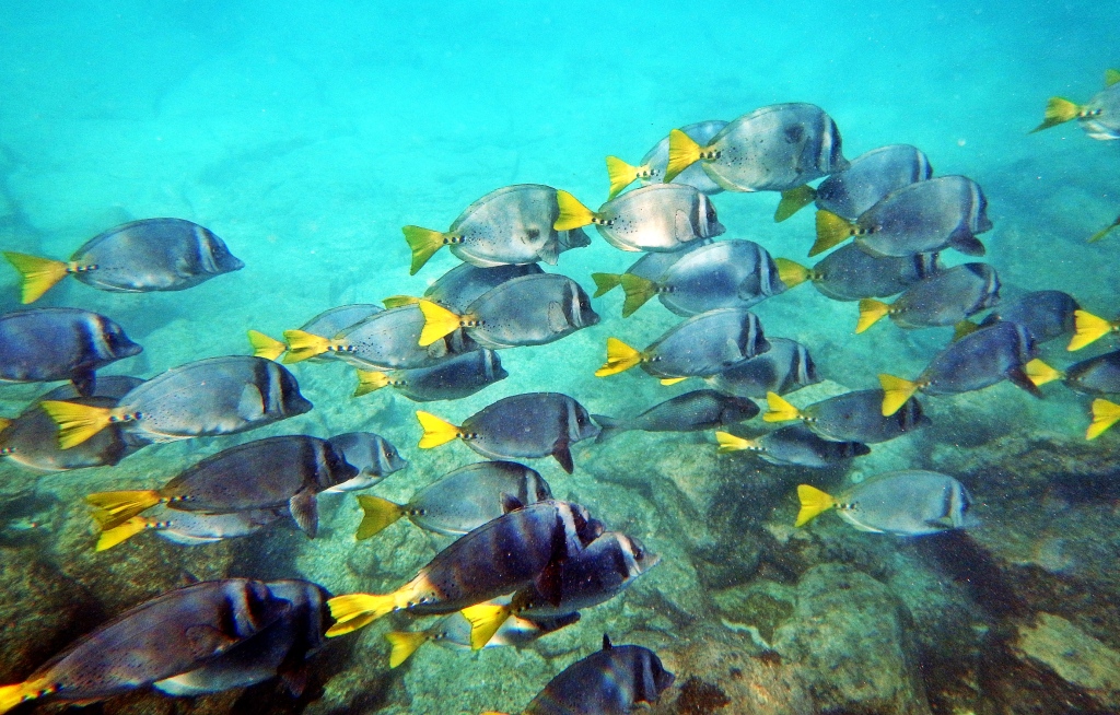 School of reef fish, Galapagos