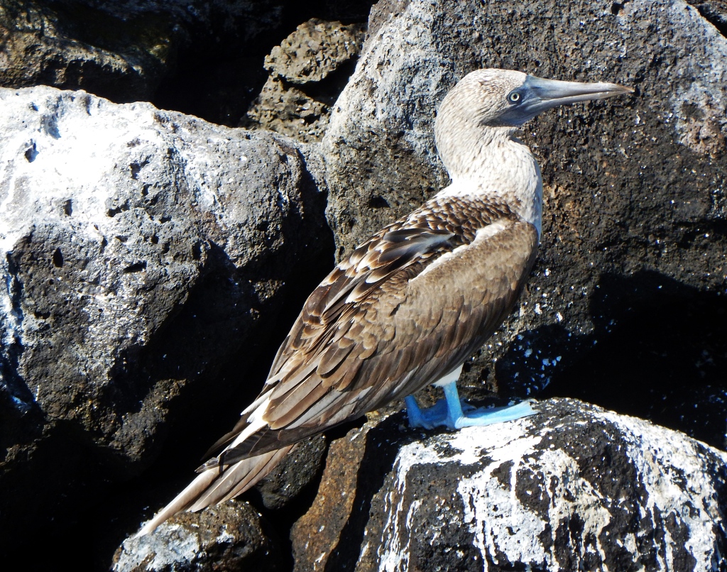 Blue footed booby, Galapagos