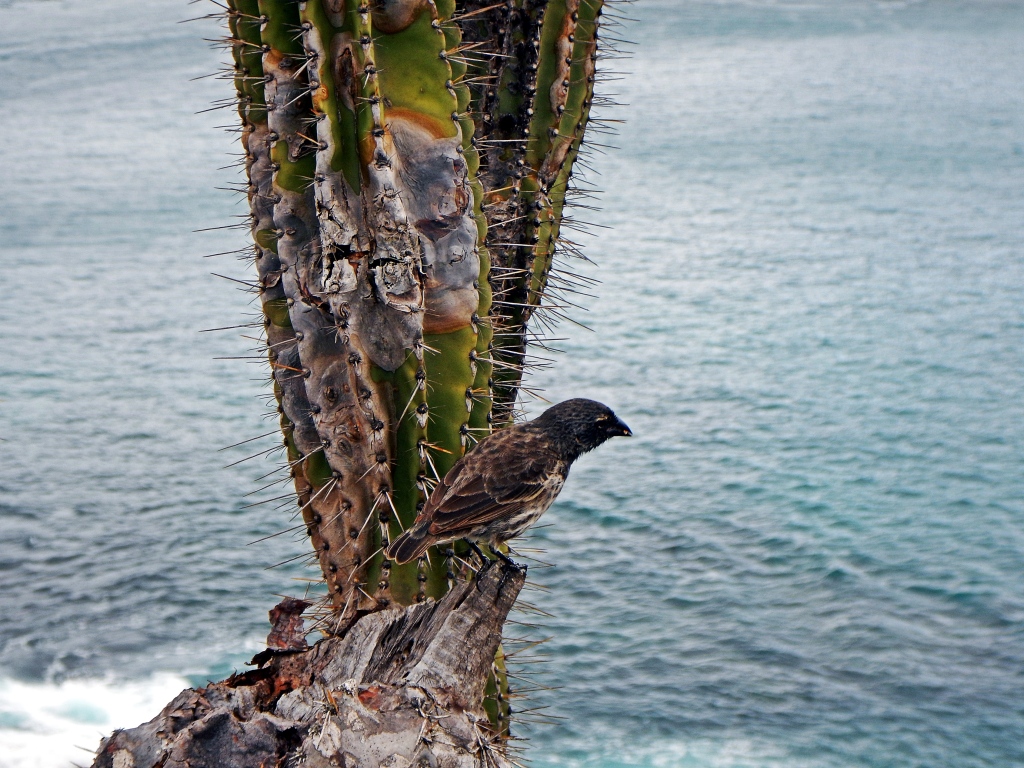 Cactus finch, Galapagos