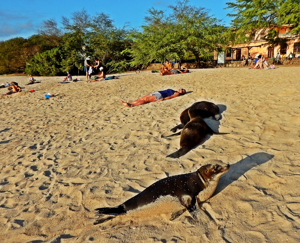 Sea Lions, Puerto Baquerizo Moreno,beach, Galapagos