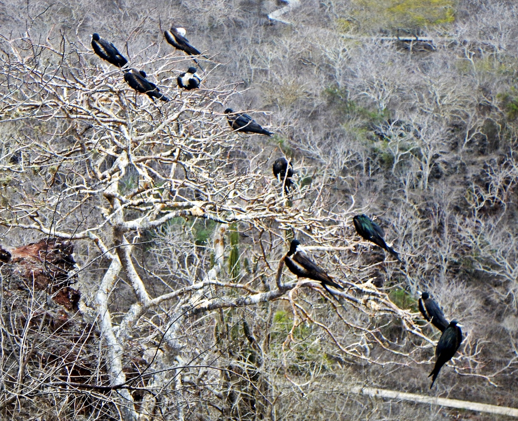 Flock of birds on a palo santo tree, Galapagos