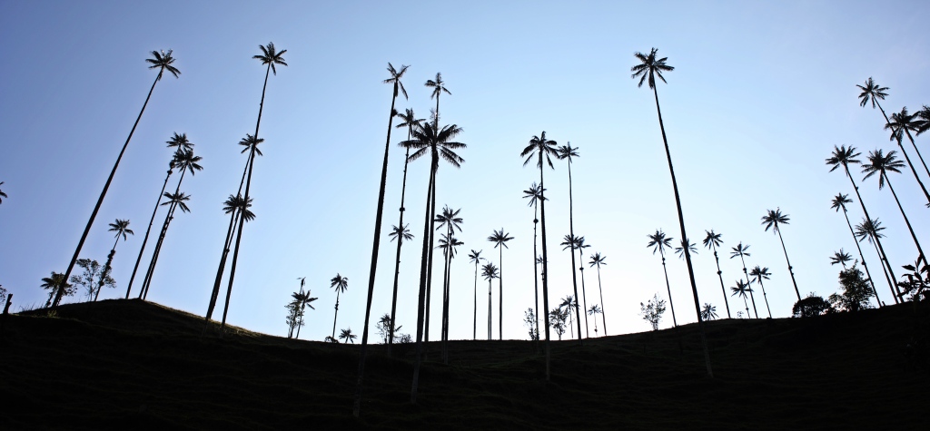 Wax Palms, Valle de Cocora