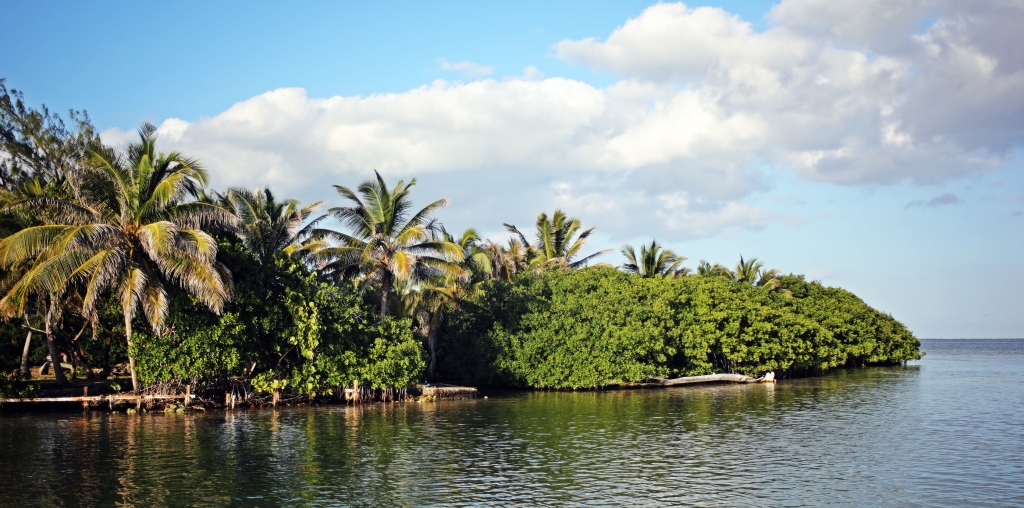 Mangroves on the river, Ambergris Caye