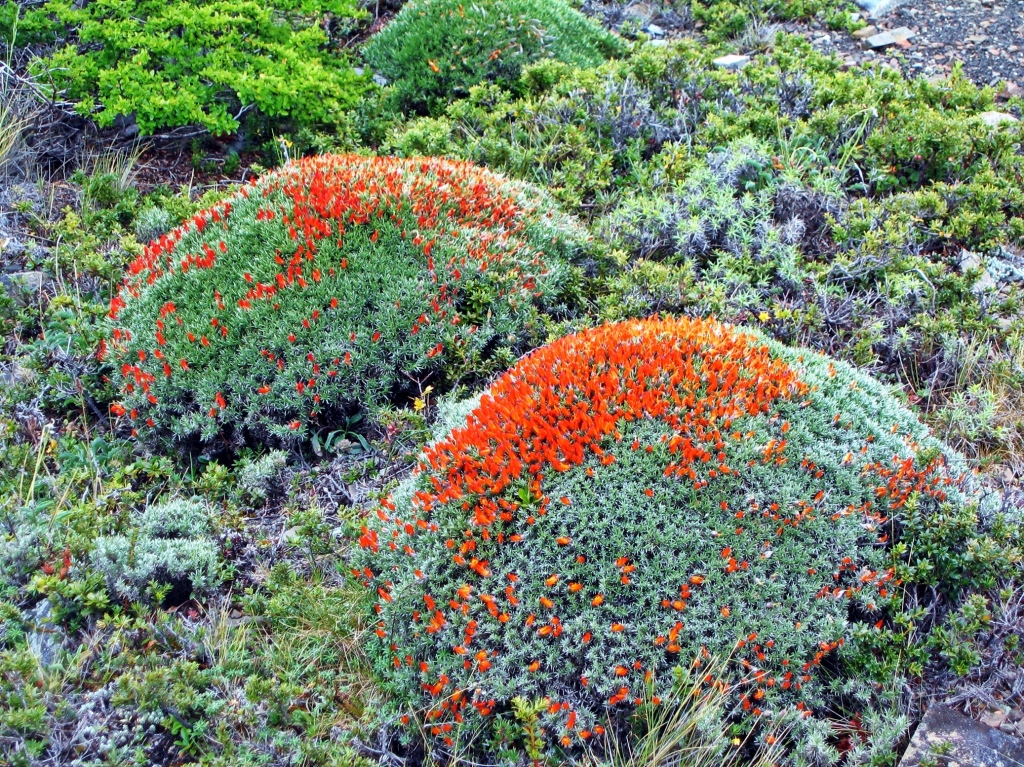 Vegetation, Parque Nacional Torres del Paine