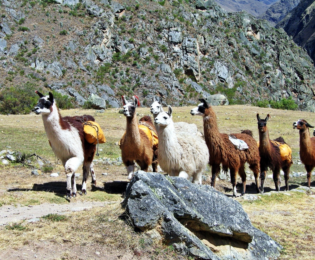 Llamas, Inca Trail
