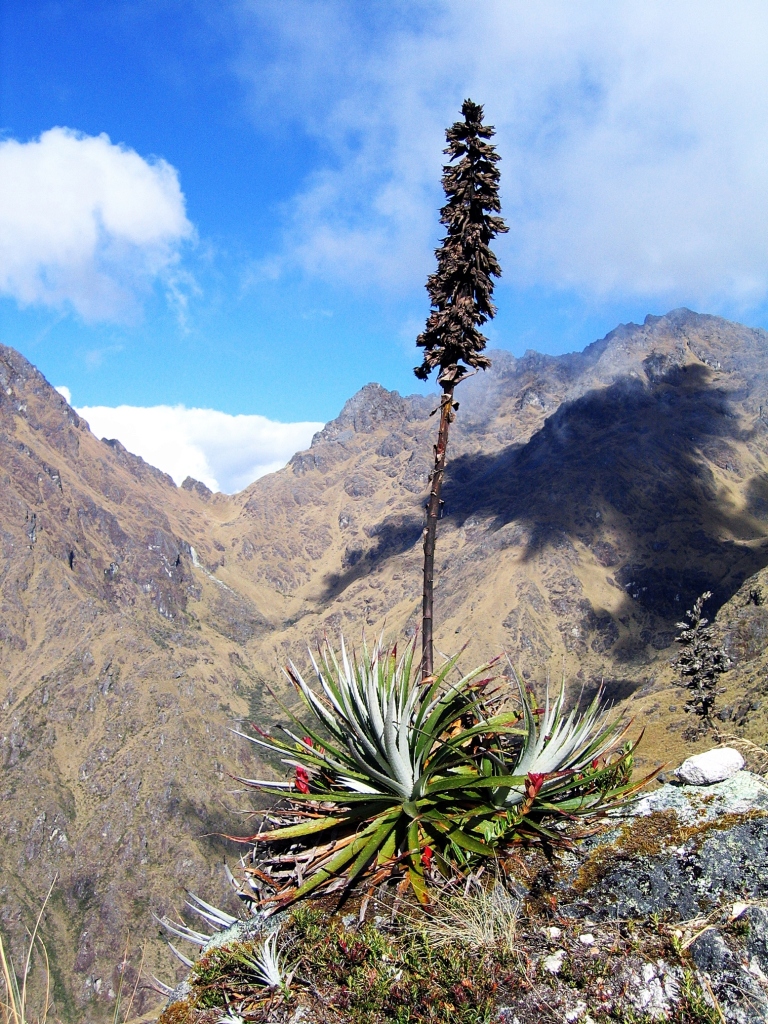 Bromeliad in front of Dead Woman's Pass from Runcuracay Pass, Inca Trail