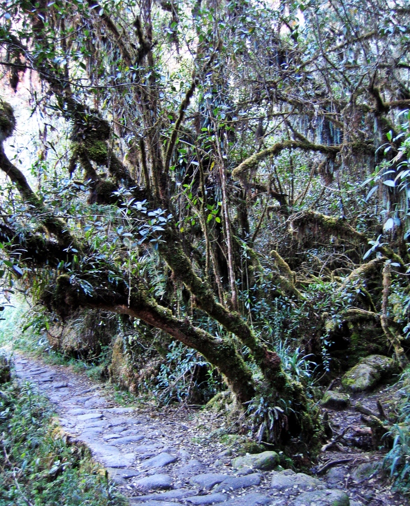 Queuña trees, Inca Trail