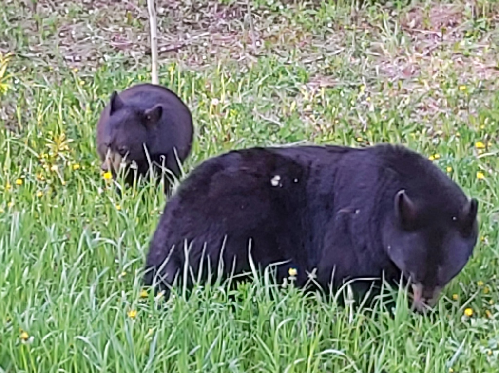 Black bear mom and cub, Golden, BC