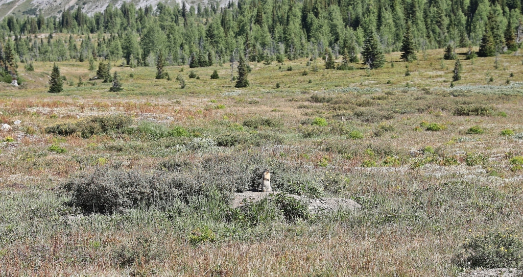 Colombia ground squirrel, Sunshine Meadows