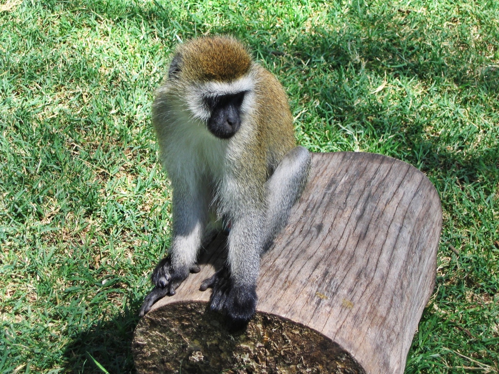 Vervet monkey, Lake Nakuru
