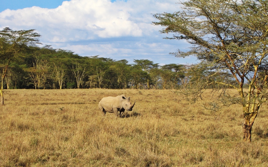 Rhino, Maasai Mara National Reserve