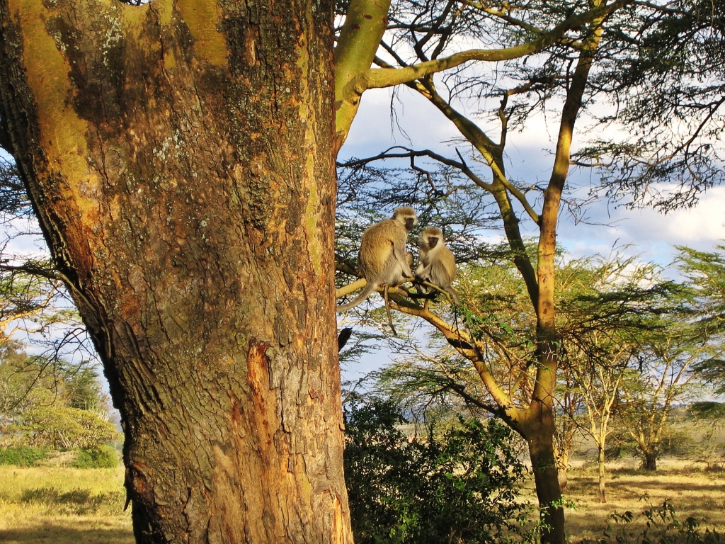 Vervet monkeys, Maasai Mara National Reserve