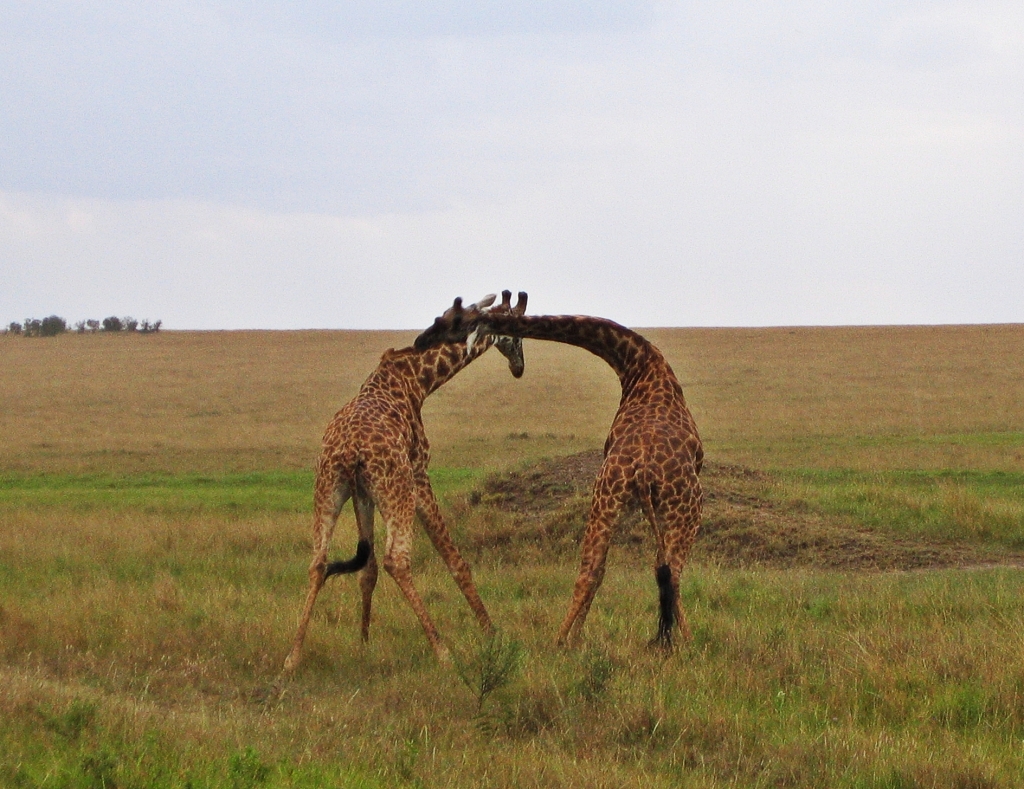 Giraffe fight, Maasai Mara National Reserve
